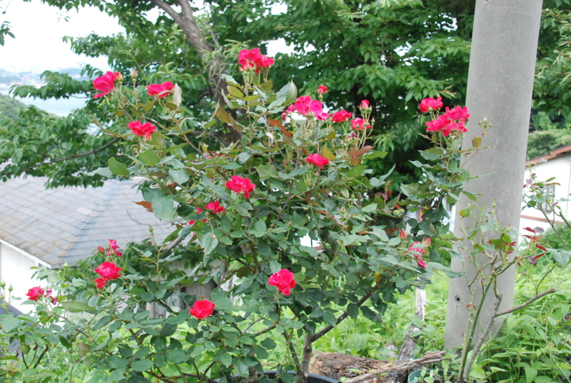 f:id:rotling:20130630105755j:image