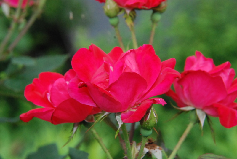 f:id:rotling:20130630105807j:image