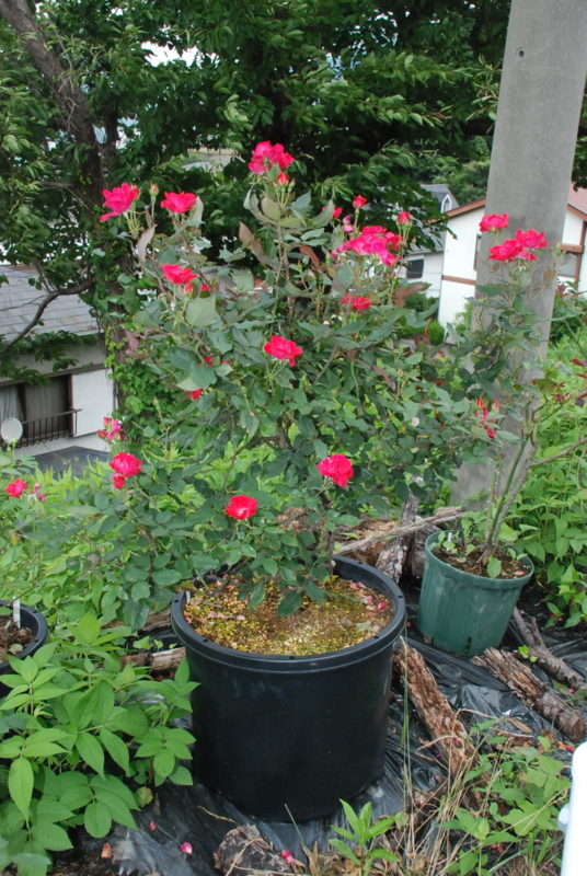 f:id:rotling:20130630105822j:image