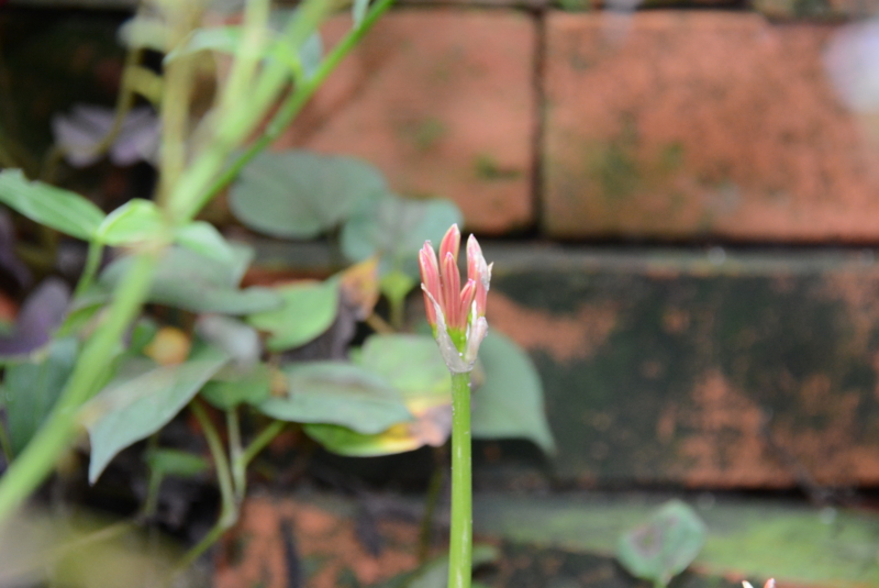 f:id:rotling:20130909082353j:image