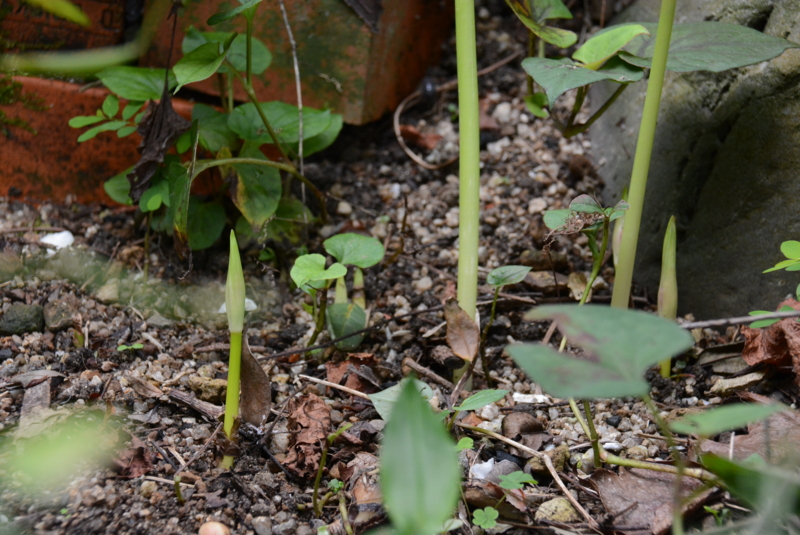 f:id:rotling:20130909082402j:image