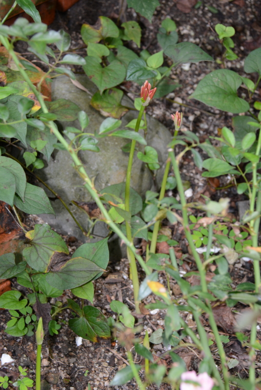 f:id:rotling:20130909082423j:image