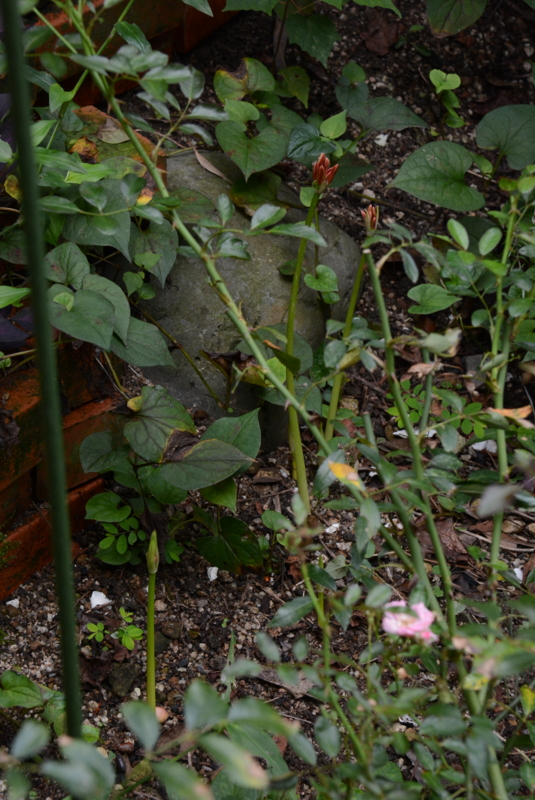 f:id:rotling:20130909082430j:image