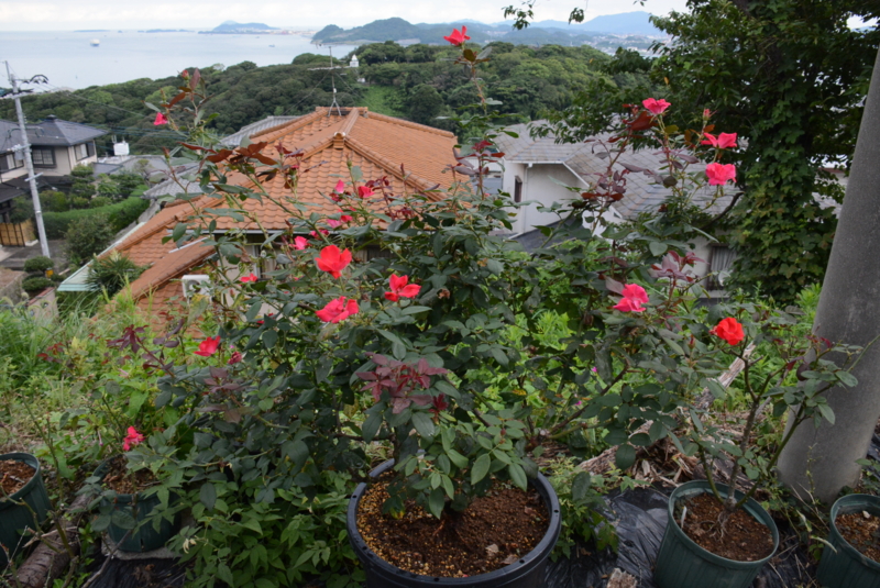f:id:rotling:20130909082459j:image
