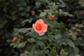 [京成バラ園][秋][2013][10月中旬]