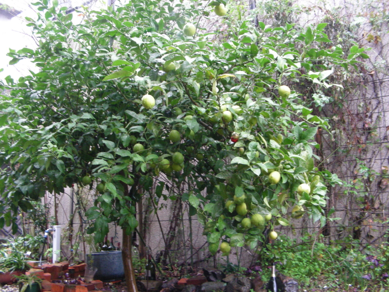 f:id:rotling:20131103140541j:image