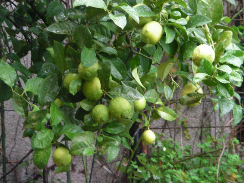 f:id:rotling:20131103140548j:image