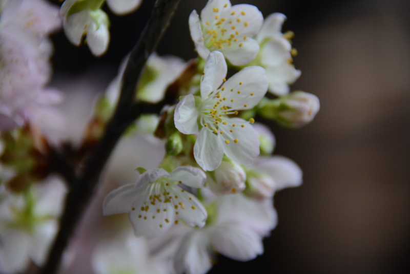 f:id:rotling:20140302114829j:image