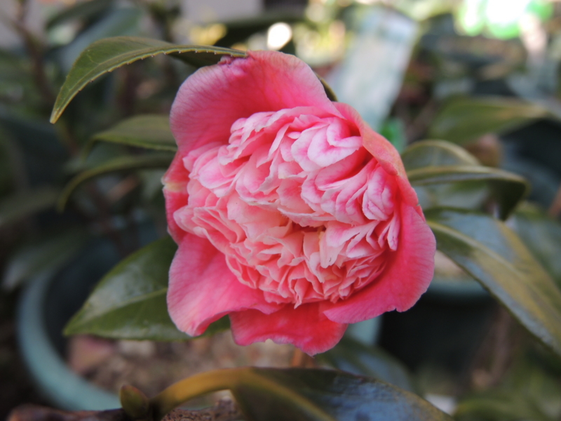 f:id:rotling:20140310164830j:image