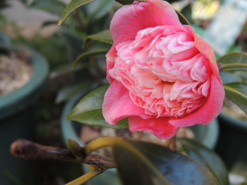 f:id:rotling:20140310164839j:image