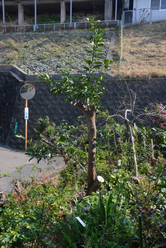 f:id:rotling:20140323150354j:image