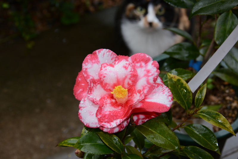 f:id:rotling:20140326094759j:image