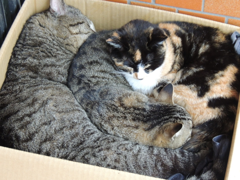 f:id:rotling:20140330115302j:image