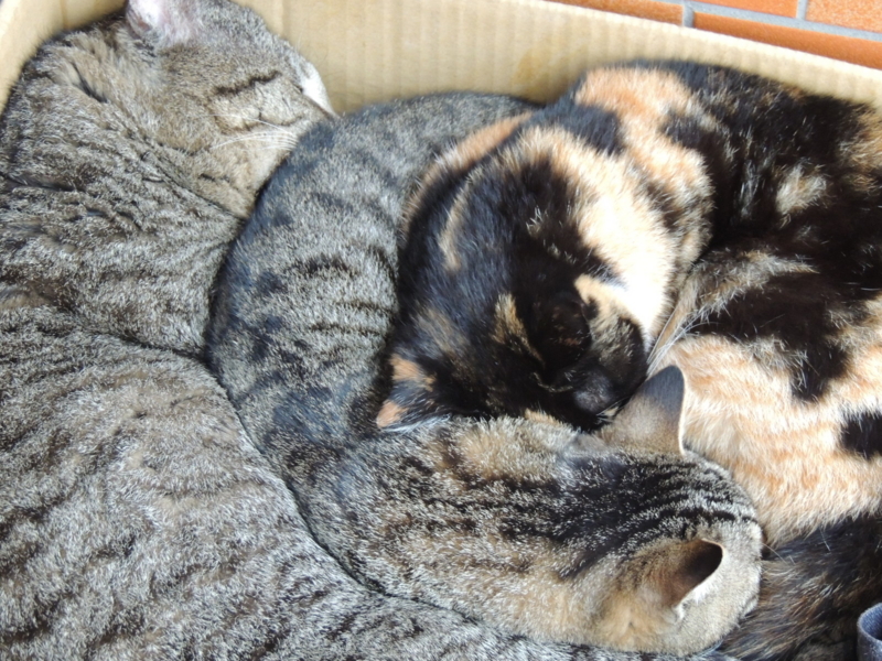 f:id:rotling:20140330115311j:image