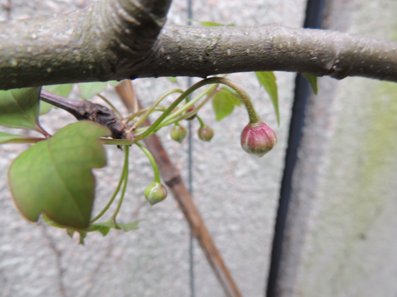 f:id:rotling:20140330120831j:image