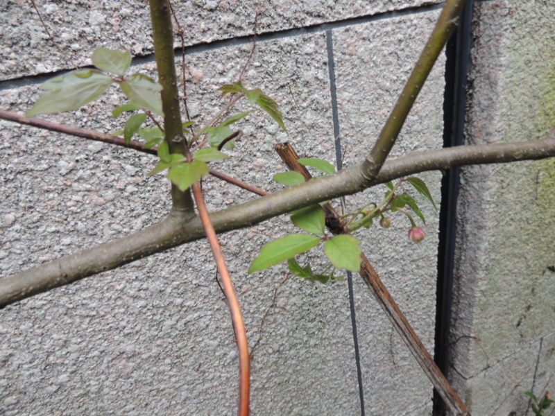 f:id:rotling:20140330120835j:image