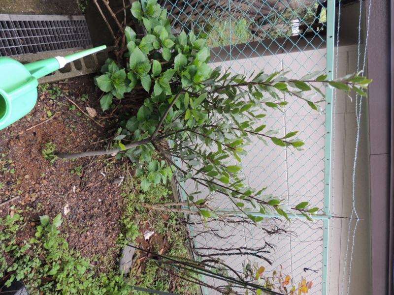 f:id:rotling:20140330120956j:image