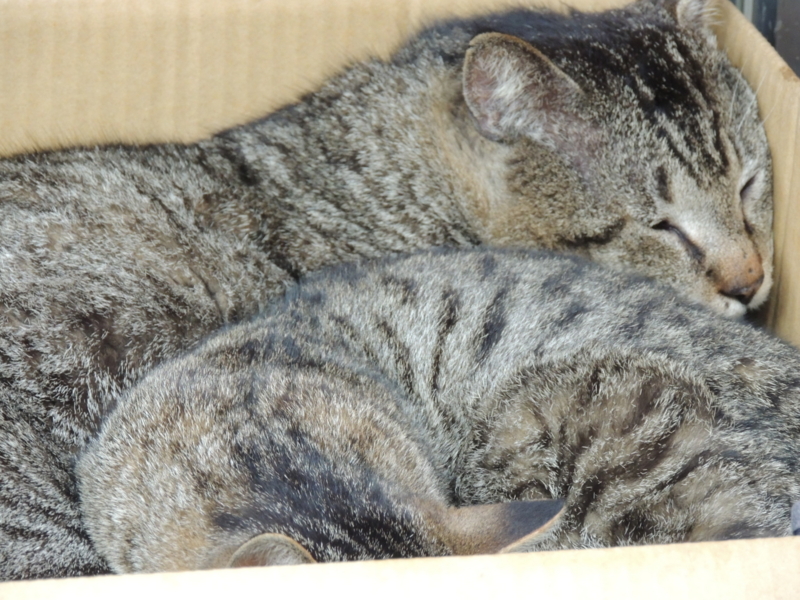 f:id:rotling:20140330121507j:image