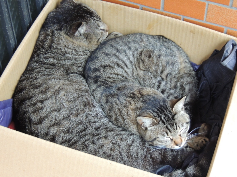 f:id:rotling:20140330121516j:image