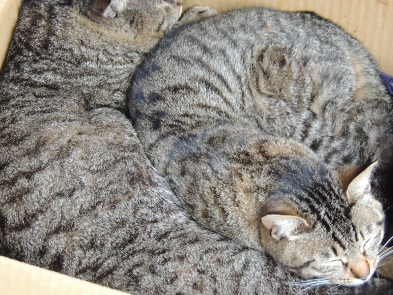 f:id:rotling:20140330121522j:image