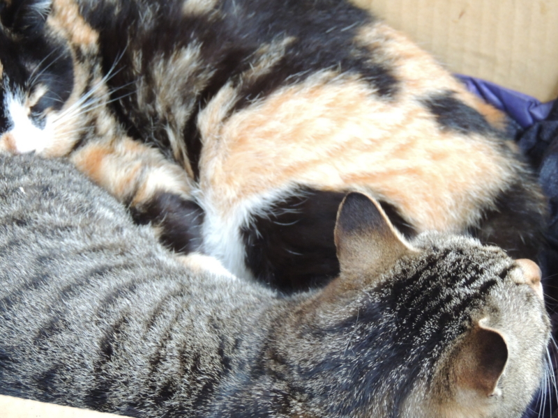 f:id:rotling:20140330150248j:image