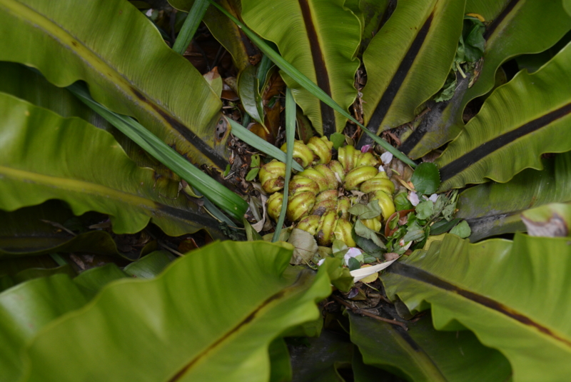 f:id:rotling:20140406143146j:image