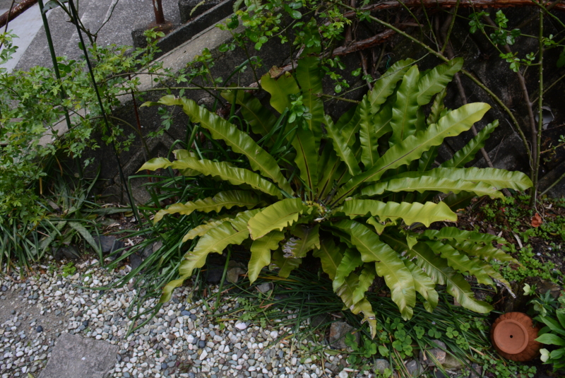 f:id:rotling:20140406143153j:image