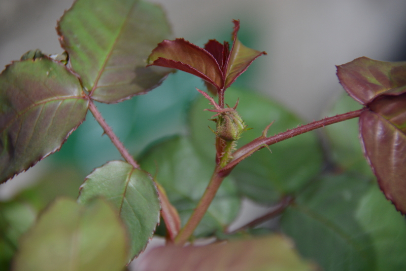 f:id:rotling:20140407112007j:image