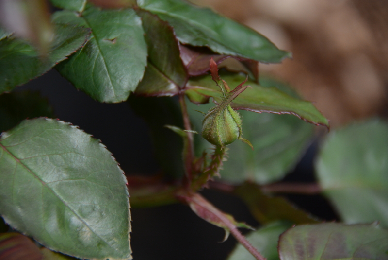 f:id:rotling:20140407112013j:image