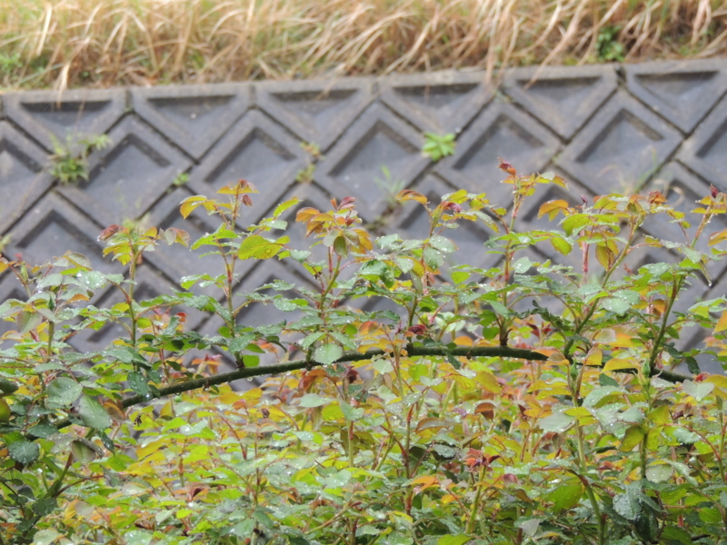 f:id:rotling:20140413150329j:image