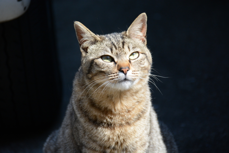 f:id:rotling:20140414092017j:image