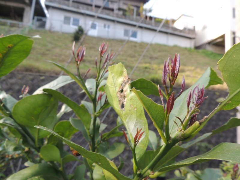 f:id:rotling:20140415080950j:image