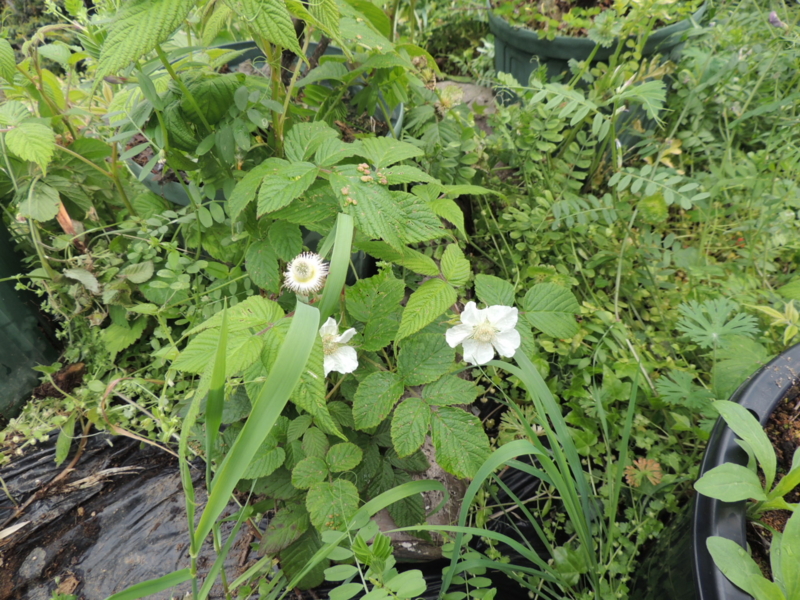 f:id:rotling:20140416110610j:image