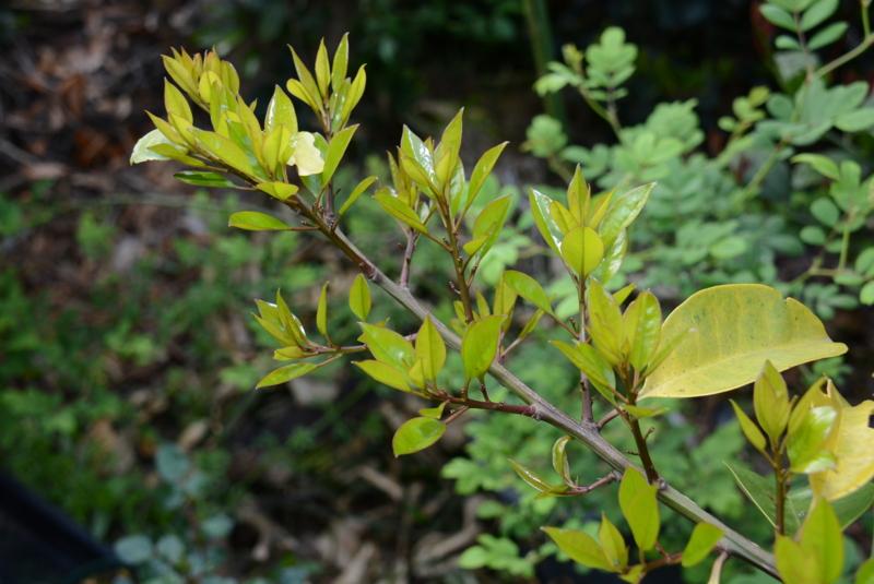 f:id:rotling:20140423062415j:image