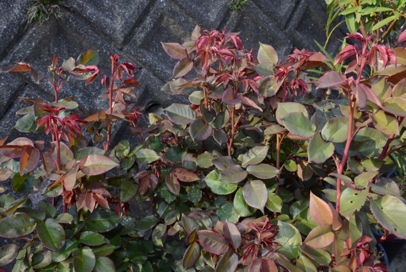 f:id:rotling:20140423073954j:image