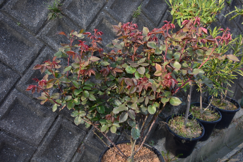 f:id:rotling:20140423073957j:image