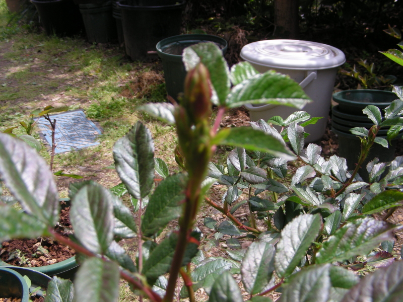 f:id:rotling:20140424120605j:image