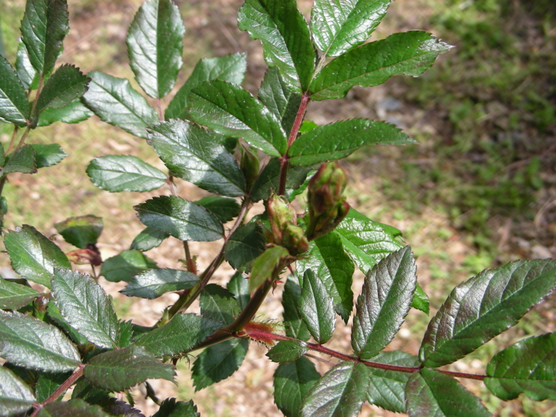 f:id:rotling:20140424120610j:image