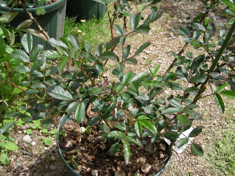 f:id:rotling:20140424120616j:image