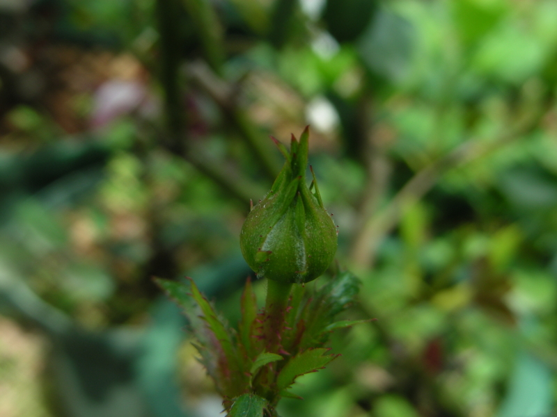 f:id:rotling:20140424120758j:image