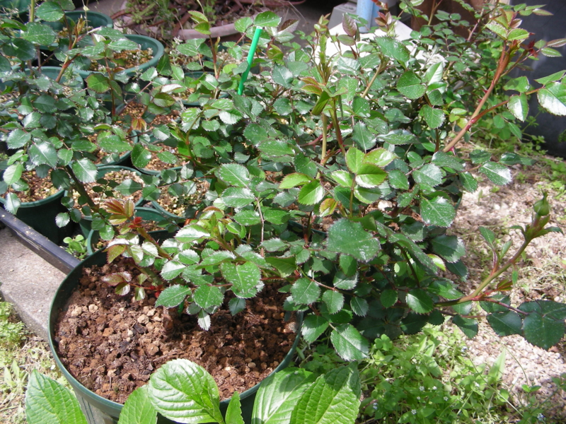 f:id:rotling:20140424120808j:image