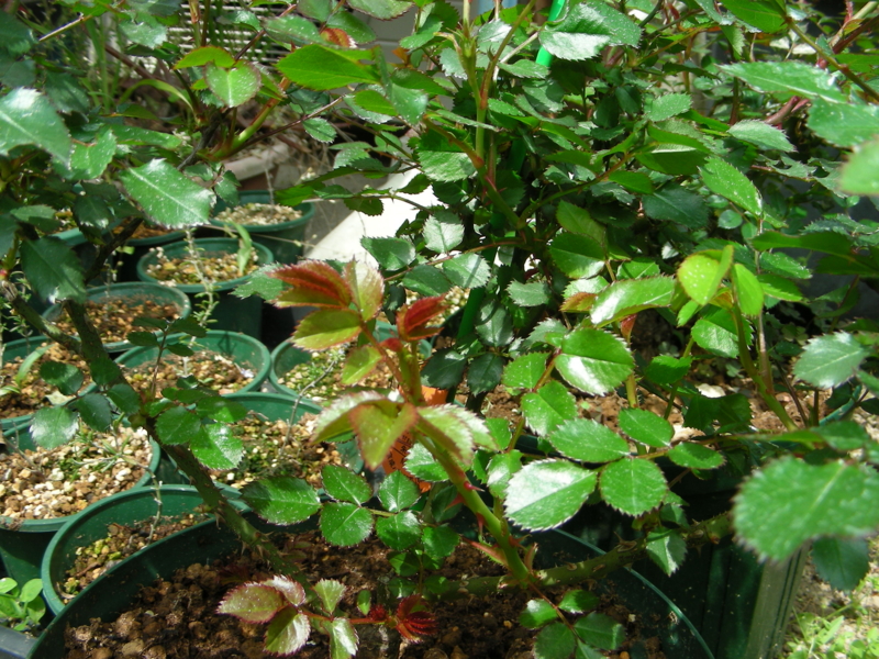 f:id:rotling:20140424120820j:image