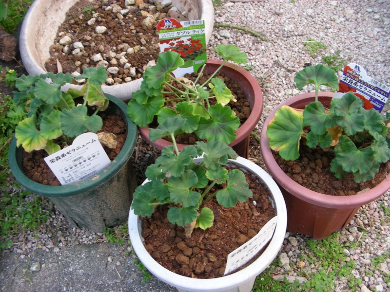 f:id:rotling:20140424153204j:image