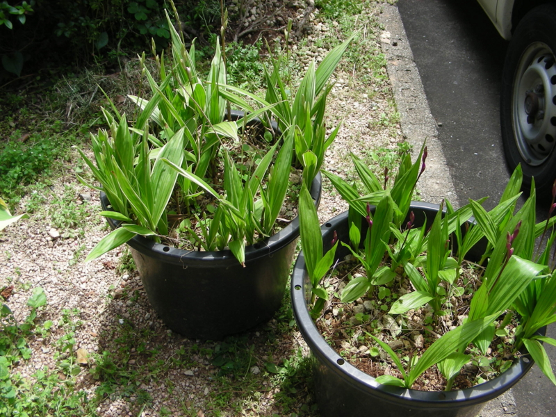 f:id:rotling:20140426123541j:image f:id:rotling:20140426123541j:image