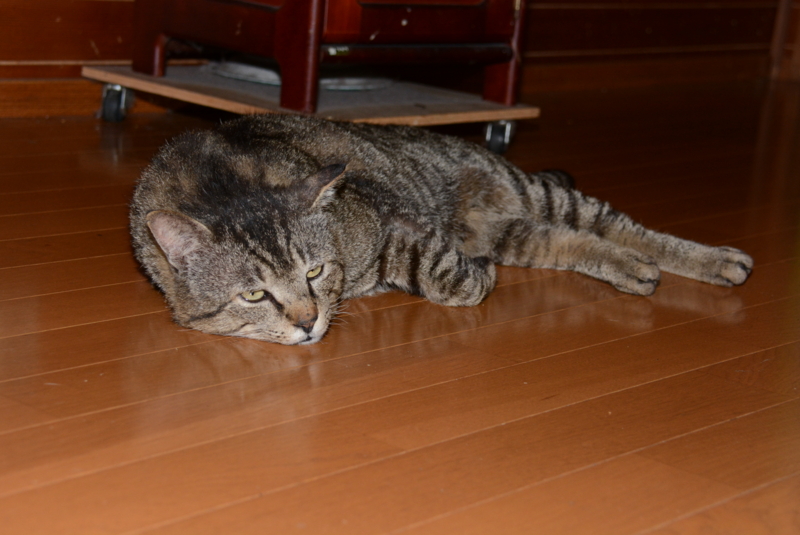 f:id:rotling:20140426135509j:image