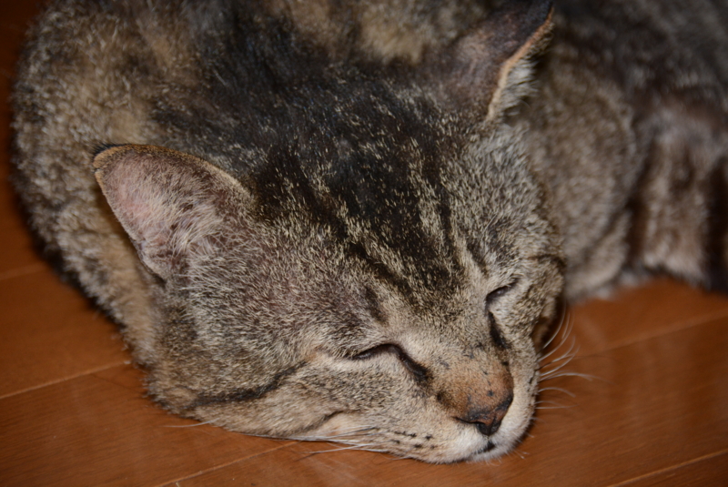 f:id:rotling:20140426135545j:image