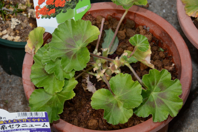 f:id:rotling:20140427145638j:image