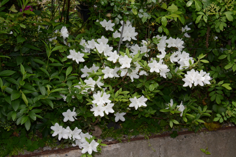 f:id:rotling:20140427145749j:image