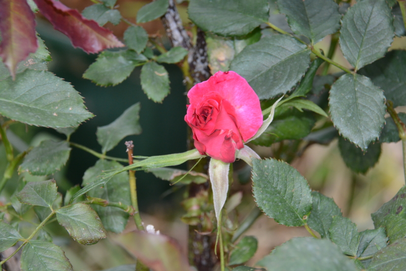 f:id:rotling:20140427154229j:image