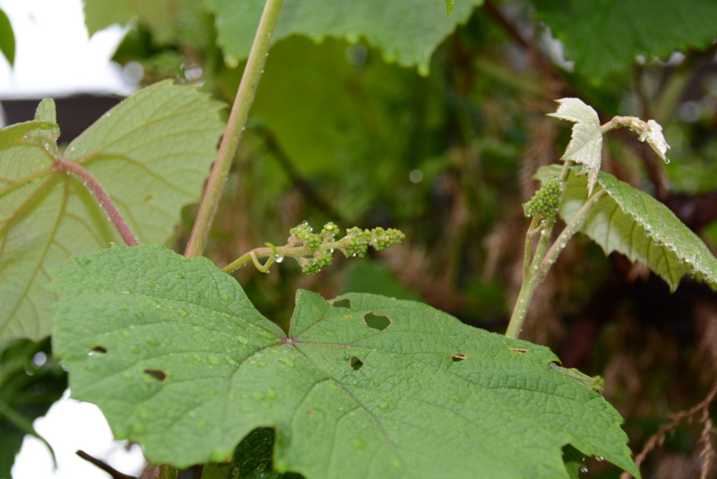 f:id:rotling:20140429080055j:image